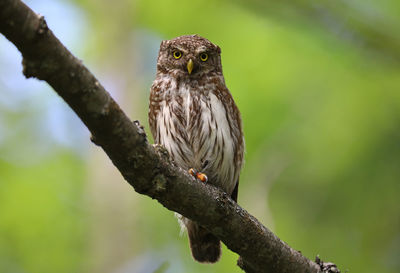 Close-up of owl perching on branch