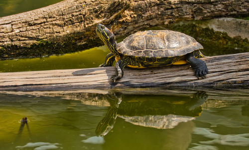 View of turtle in a lake