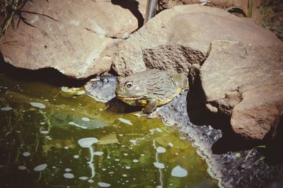 Close-up of frog on rock