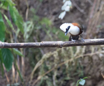 Close-up of bird perching outdoors