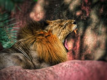 Close-up of cat yawning