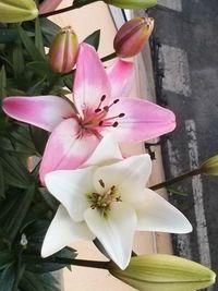 Close-up of pink orchid blooming outdoors