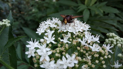 Close-up of butterfly pollinating on white flower