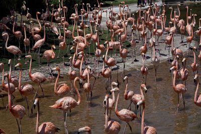 Group of birds in the lake