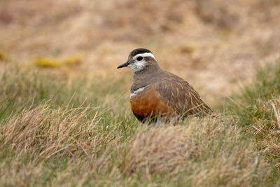 Close-up of bird perching on grass