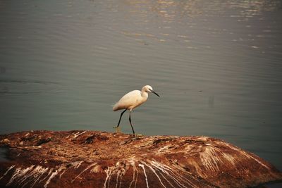 Bird perching on rock by lake