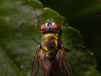 Fly on a leaf 