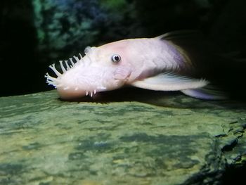 Close-up of fish swimming in sea