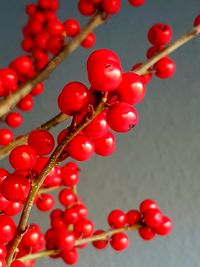 Close-up of red berries growing on plant