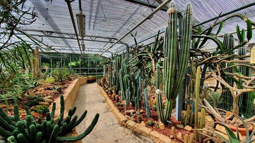 Plants growing in greenhouse