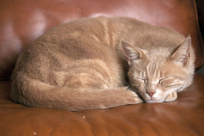 Close-up of a sleeping cat