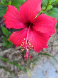 Close-up of pink hibiscus