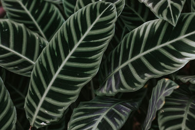 Full frame shot of leaves