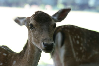 Close-up portrait of deer