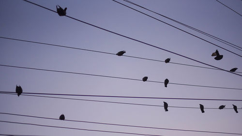 Low angle view of birds flying against sky