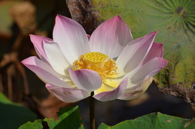 Close-up of lotus water lily in pond