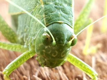 Close-up of green snake on plant