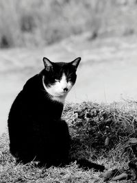 Close-up of cat sitting on grass