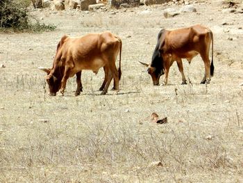 Cows standing in a field