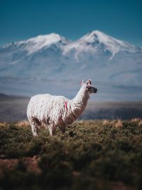 Llama grazing against snowcapped mountains