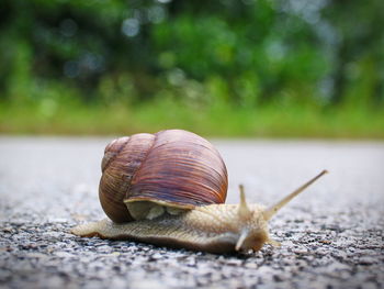 Close-up of snail on road