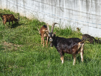 A chamois goat is standing in the grass