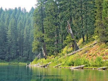 Scenic view of lake amidst trees in forest