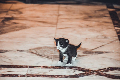 Portrait of cat sitting outdoors