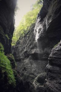 View of waterfall along trees