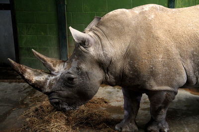 Side view of rhinoceros at zoo