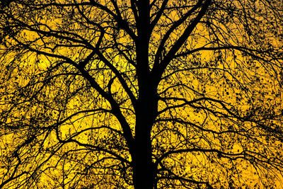 Low angle view of silhouette tree against sky