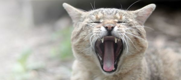 Close-up of cat yawning