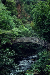 Arch bridge amidst trees in forest