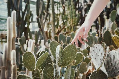 Cropped hand touching cactus on field