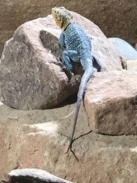 Close-up of lizard on rock