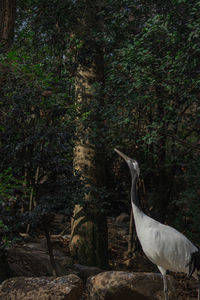 Gray heron in forest