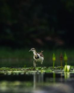 Pheasant tailed jacana walking through water lily in field 