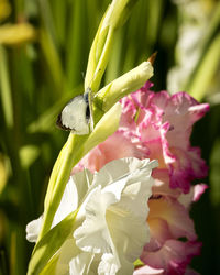 Close-up of insect on pink flower