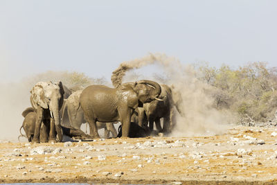 Elephants spraying dust at etosha national park on sunny day