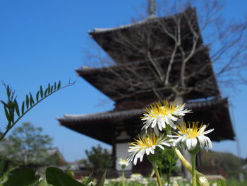 Low angle view of flowering plants against sky