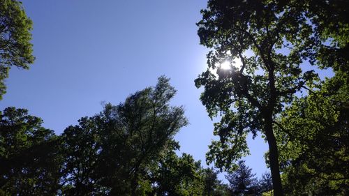 Low angle view of trees against sky