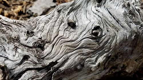 Close-up of tree