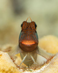 Close-up of frog