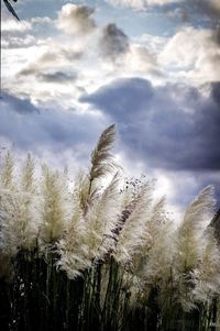 Close-up of plants on field against sky