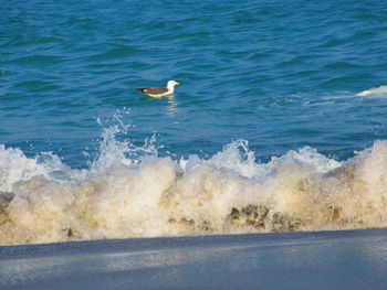 Bird flying over sea