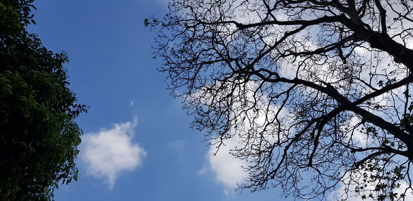 Low angle view of bare tree against blue sky