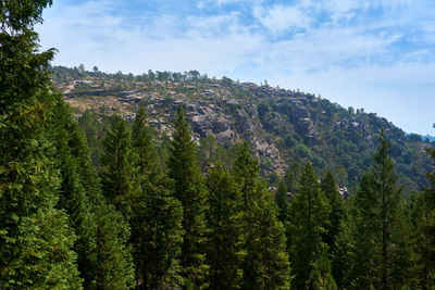 Pine trees in forest against sky