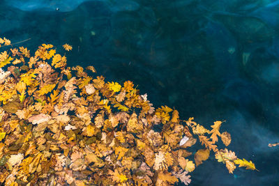 High angle view of yellow leaves on lake