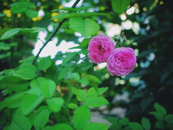 Close-up of pink flower blooming outdoors