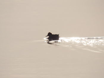 Horse swimming in sea